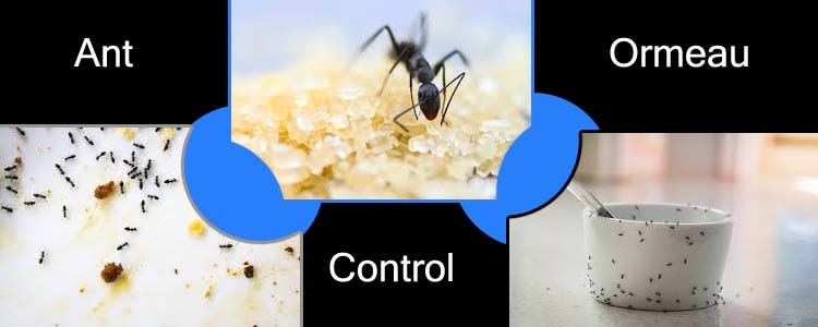 Ant Control Ormeau