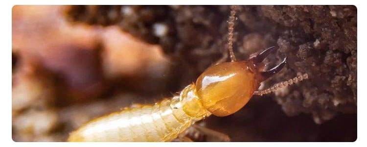 Termite Control Ormeau